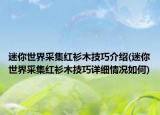 迷你世界采集红衫木技巧介绍(迷你世界采集红衫木技巧详细情况如何)