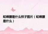 蛇缠腰是什么样子图片（蛇缠腰是什么）