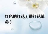 红色的红花（番红花革命）