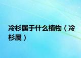 冷杉属于什么植物（冷杉属）