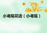 小鸢尾花语（小鸢尾）