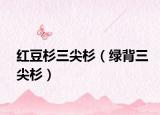 红豆杉三尖杉（绿背三尖杉）
