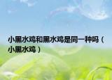 小黑水鸡和黑水鸡是同一种吗（小黑水鸡）