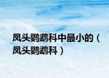 凤头鹦鹉科中最小的（凤头鹦鹉科）