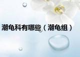 潮龟科有哪些（潮龟组）