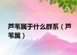 芦苇属于什么群系（芦苇属）