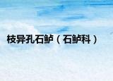 枝异孔石鲈（石鲈科）