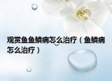 观赏鱼鱼鳞病怎么治疗（鱼鳞病怎么治疗）