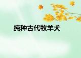 纯种古代牧羊犬