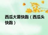西瓜大苗快跑（西瓜头快跑）