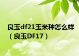 良玉df21玉米种怎么样（良玉DF17）