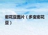 密花豆图片（多变密花豆）