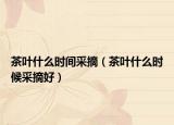 茶叶什么时间采摘（茶叶什么时候采摘好）