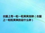 衣服上有一粒一粒黄黄虫卵（衣服上一粒粒黄黄的是什么卵）