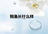 鲍鱼长什么样