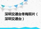 深圳交通台冬梅照片（深圳交通台）