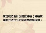 玫瑰花适合什么时候种植（种植玫瑰的方法什么时间适合种植玫瑰）