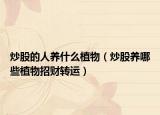 炒股的人养什么植物（炒股养哪些植物招财转运）