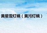 黄星雪灯蛾（黄污灯蛾）