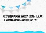 辽宁捕获4只金色蚊子 这是什么蚊子来的具体情况详细内容介绍