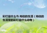 彩灯是什么鸟 向往的生活（向往的生活里的彩灯是什么动物）