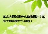 东北大眼贼是什么动物图片（东北大眼贼是什么动物）