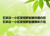 石家庄一小区发现鳄雀鳝详细内容 石家庄一小区发现鳄雀鳝具体介绍