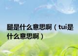 腿是什么意思啊（tui是什么意思啊）