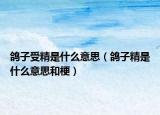 鸽子受精是什么意思（鸽子精是什么意思和梗）