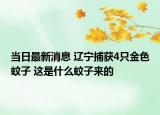 当日最新消息 辽宁捕获4只金色蚊子 这是什么蚊子来的