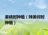 姜啥时种植（辣姜何时种植）