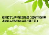 招财竹怎么养才能更旺盛（招财竹如何养才能开花招财竹怎么养才能开花）