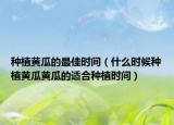 种植黄瓜的最佳时间（什么时候种植黄瓜黄瓜的适合种植时间）