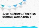荔枝树下适合养什么（荔枝可以在家里种吗卧室适合养荔枝吗）
