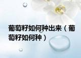 葡萄籽如何种出来（葡萄籽如何种）