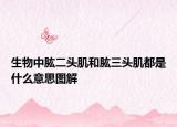 生物中肱二头肌和肱三头肌都是什么意思图解