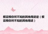 板蓝根你所不知的其他用途是（板蓝根你所不知的其他用途）