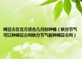 豌豆尖在北方适合几月份种植（秋分节气可以种豌豆尖吗秋分节气能种豌豆尖吗）