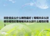 放卧室床头什么植物最好（榻榻米床头放哪些植物好看榻榻米床头放什么植物好看）