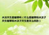 水沫共生是翡翠吗（什么是翡翠和水沫子共生翡翠和水沫子共生是怎么样的）