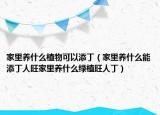 家里养什么植物可以添丁（家里养什么能添丁人旺家里养什么绿植旺人丁）