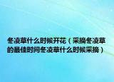 冬凌草什么时候开花（采摘冬凌草的最佳时间冬凌草什么时候采摘）