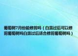 葡萄树7月份能修剪吗（白露过后可以修剪葡萄树吗白露过后适合修剪葡萄树吗）