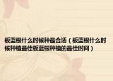板蓝根什么时候种最合适（板蓝根什么时候种植最佳板蓝根种植的最佳时间）