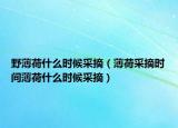 野薄荷什么时候采摘（薄荷采摘时间薄荷什么时候采摘）