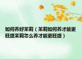 如何养好茉莉（苿莉如何养才能更旺盛苿莉怎么养才能更旺盛）