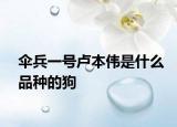 伞兵一号卢本伟是什么品种的狗