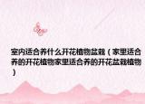 室内适合养什么开花植物盆栽（家里适合养的开花植物家里适合养的开花盆栽植物）