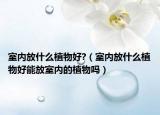 室内放什么植物好?（室内放什么植物好能放室内的植物吗）