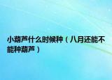 小葫芦什么时候种（八月还能不能种葫芦）